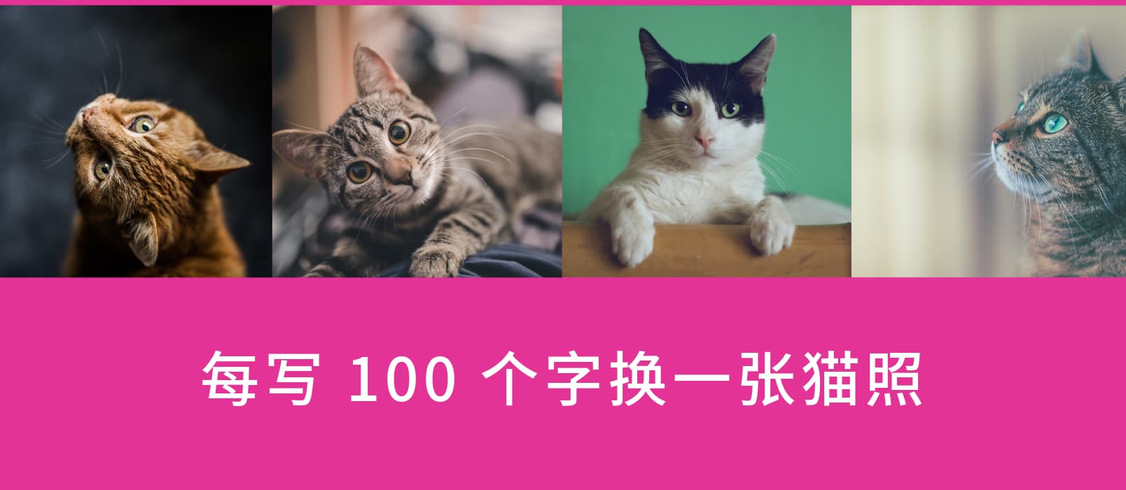 Written Kitten - 每输入100字，展示一张可爱的猫咪图片 1