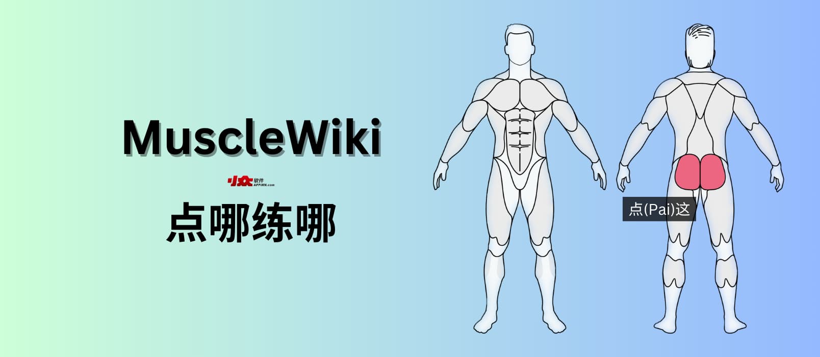 MuscleWiki - 点哪练哪，免费视频健身指南